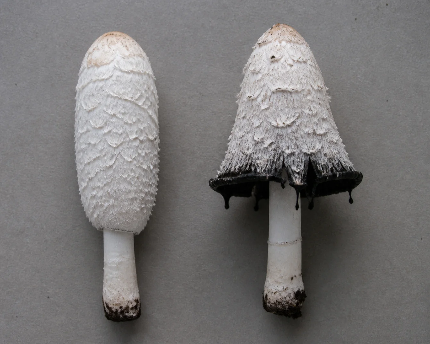 A young pure white shaggy mane closed into a tight cylinder beside an older one whose cap has opened into a ragged bell with a wet blackening rim