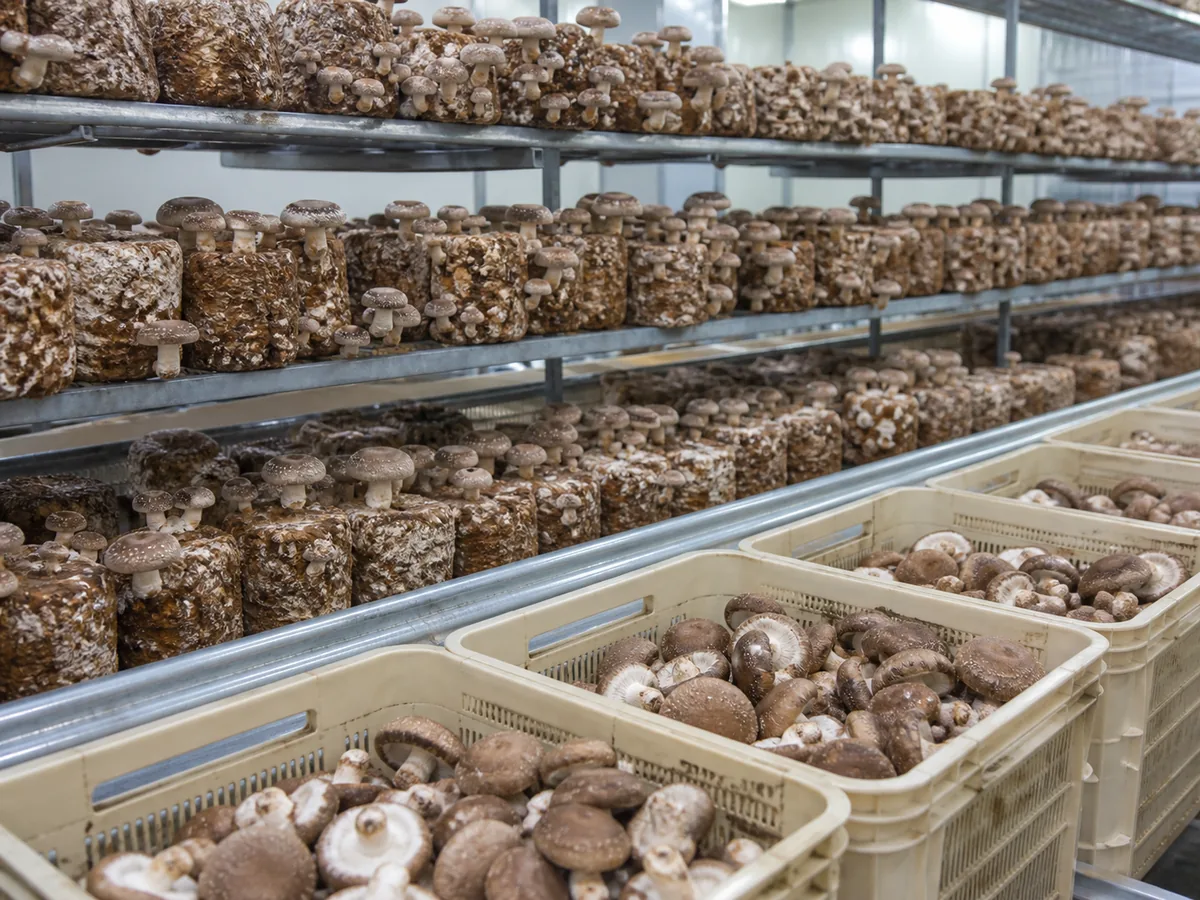 Healthy shiitake fruiting from clean hardwood cultivation blocks - cultivated shiitake source