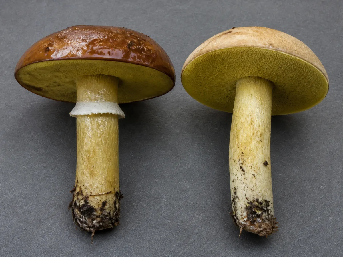 Suillus luteus beside a ringless Suillus species with both pore surfaces and stems visible - slippery jack common-name comparison