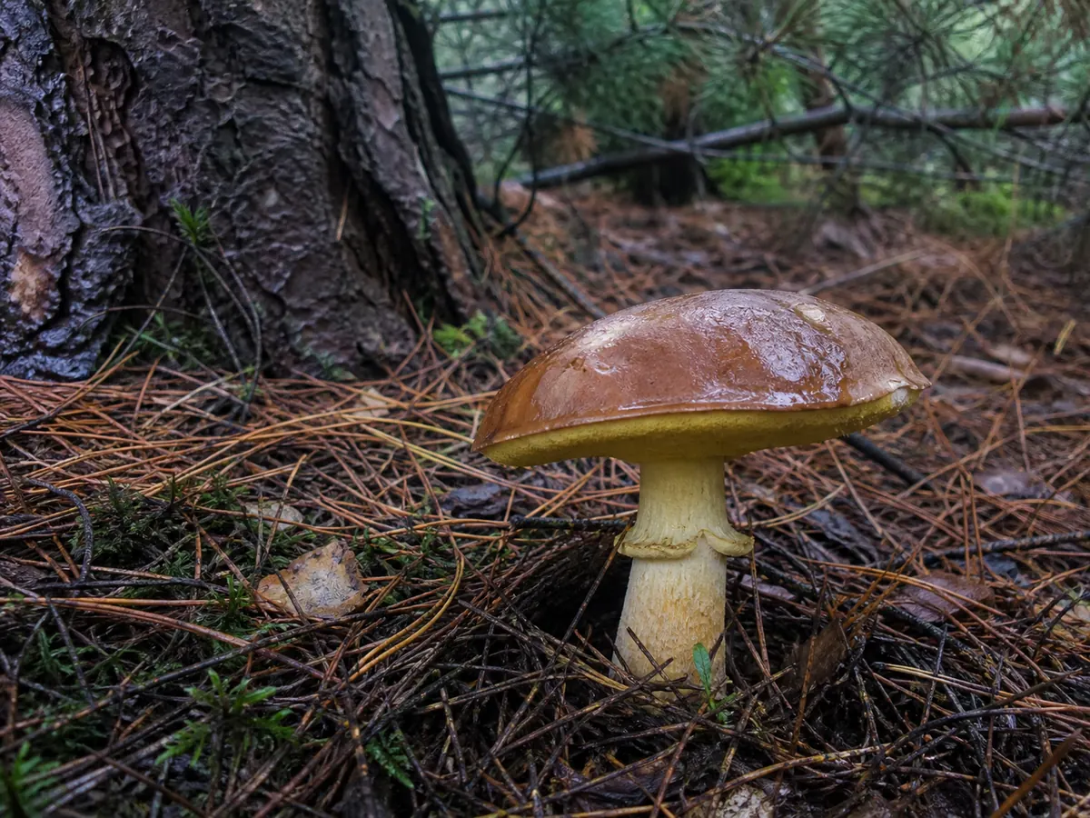 A complete Suillus luteus growing beneath pine with its brown cap, yellow pores, and ringed stem visible - Suillus luteus pine habitat