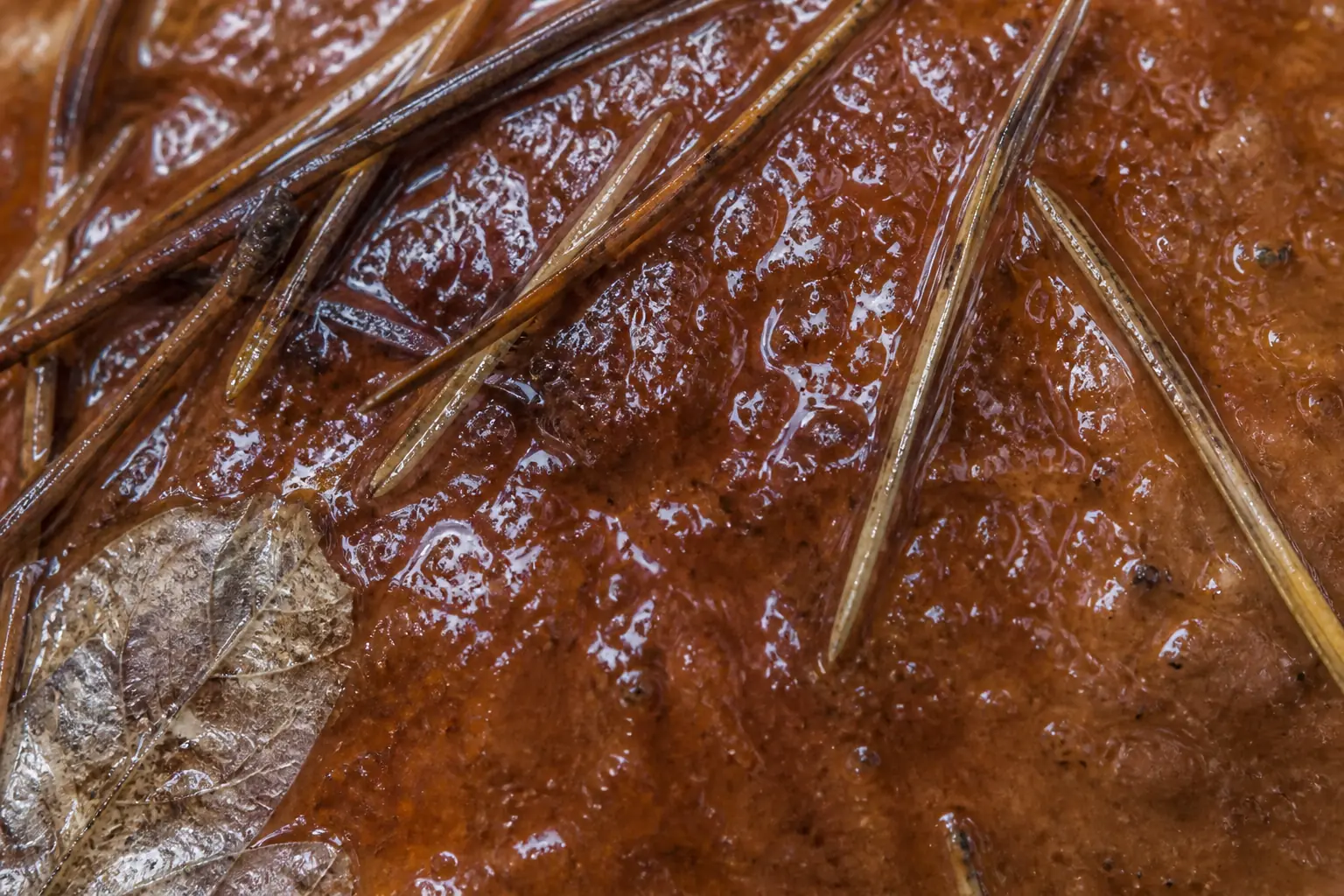 Macro of the sticky chestnut-brown cap of a slippery jack, wet and reflective, with pine needles stuck to the surface
