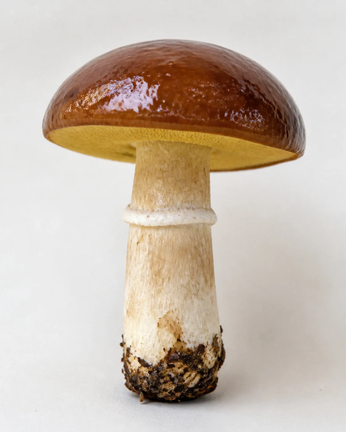 A whole slippery jack standing upright on a plain board with a glossy chestnut cap, lemon-yellow pores and a distinct white ring on the stem