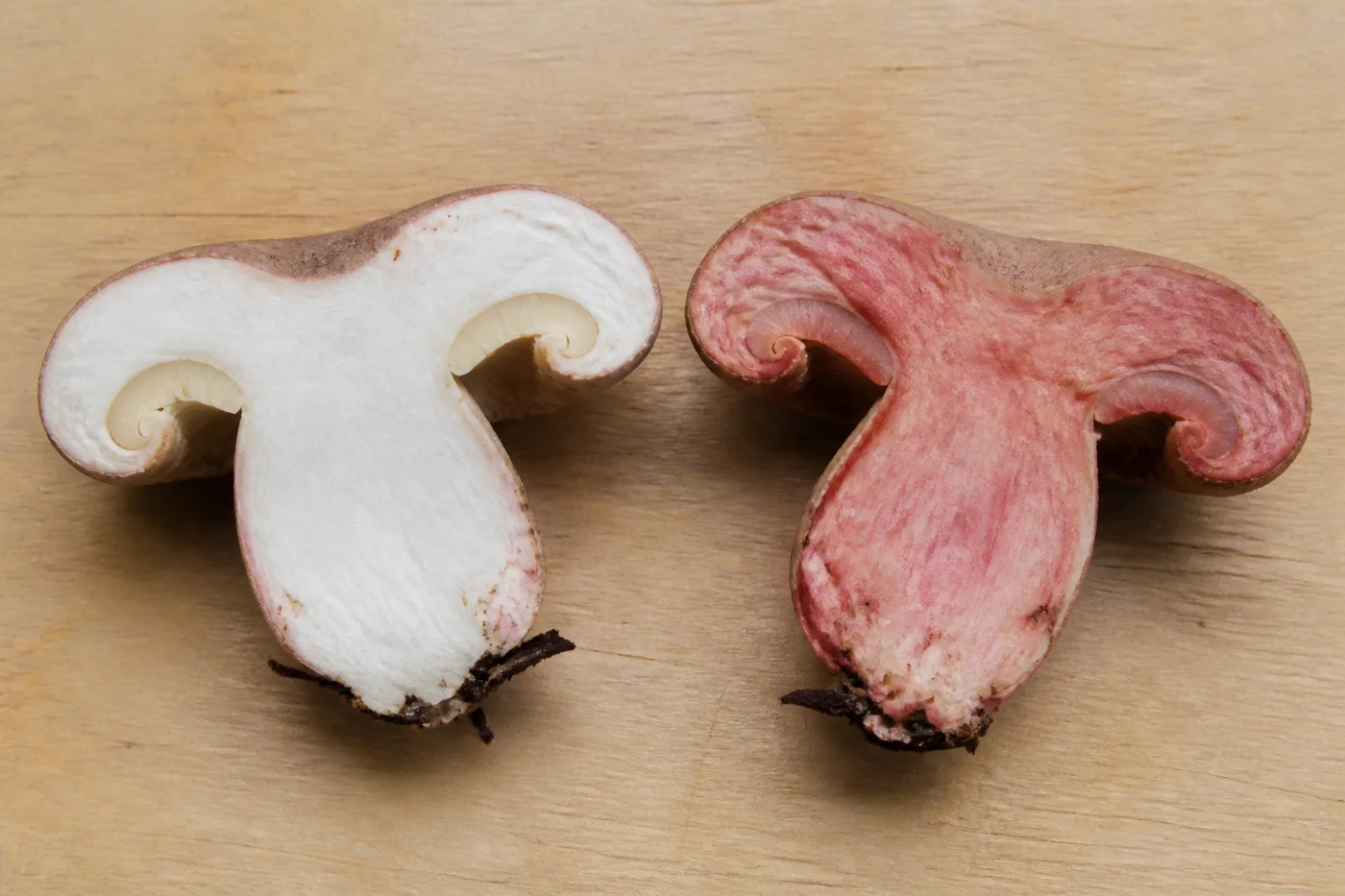 Two halves of the same mushroom on a board, the left just cut with clean white flesh and the right cut twenty minutes earlier and flushed deep pink and dull red