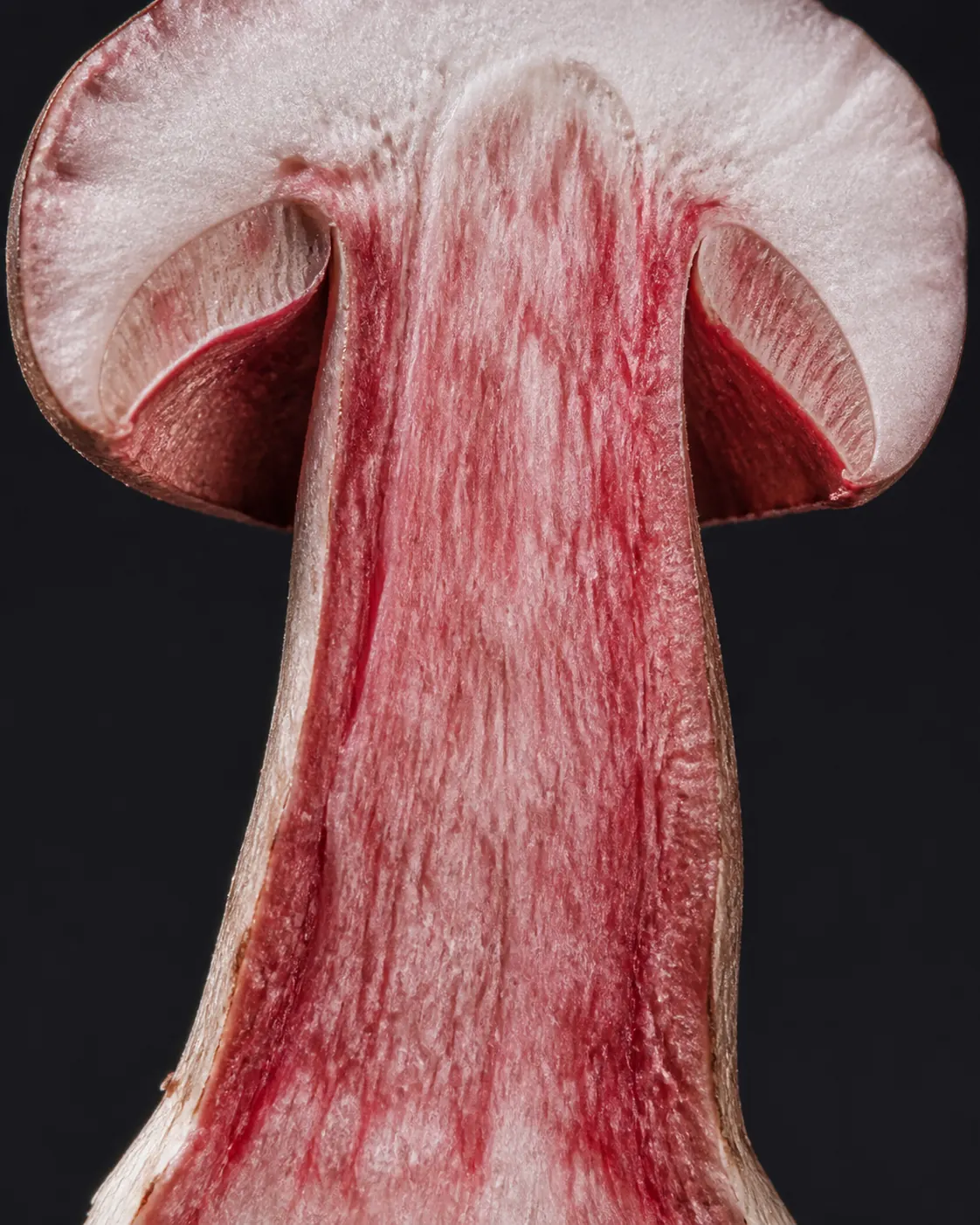 A mushroom stem cut lengthwise with white flesh flushed deep pink and dull red along the cut surface and through the interior