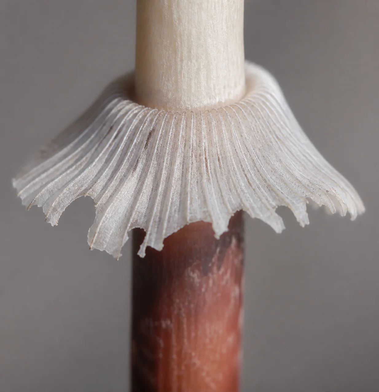 A thin fragile white ring hanging like a torn skirt around a pale stem with fine radiating grooves clearly visible on its upper surface and reddish brown flushing on the stem below