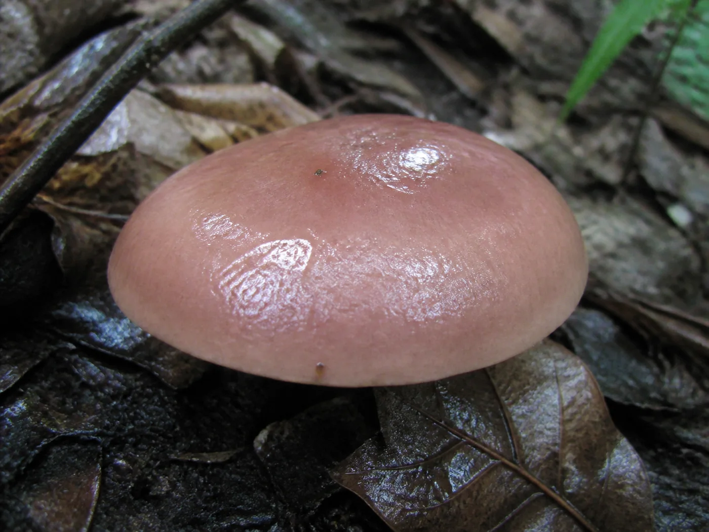 A pinkish brown mushroom cap in wet woodland after heavy rain, washed completely smooth and bare with no patches left on it and water beaded on the surface
