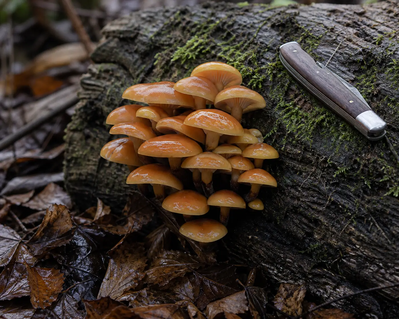 A cluster of orange-caramel velvet shank on the mossy side of a fallen log with a folding knife beside it for scale