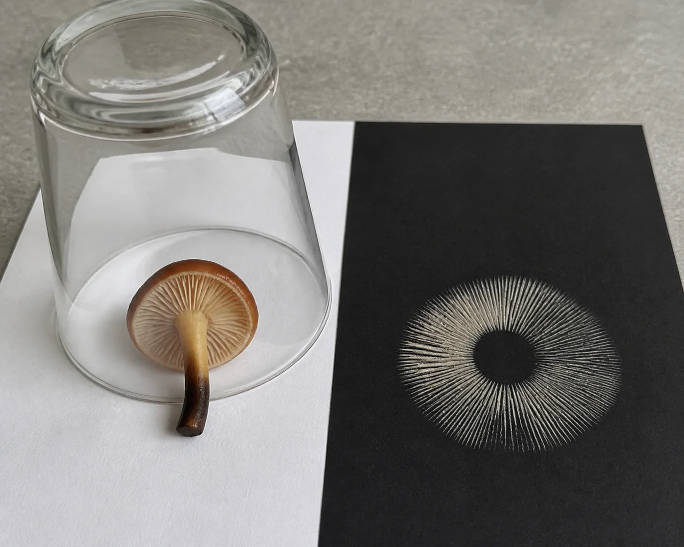 A velvet shank cap laid gills down on half white paper and half black card under an upturned glass, with a finished pale print beside it