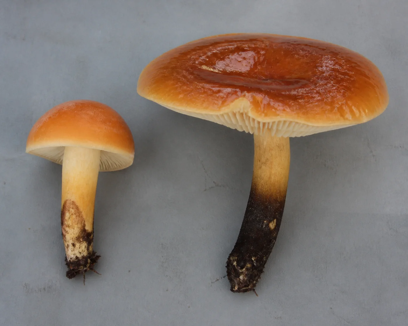 A small dry domed orange velvet shank cap beside a large flat glossy dark orange one on a plain board