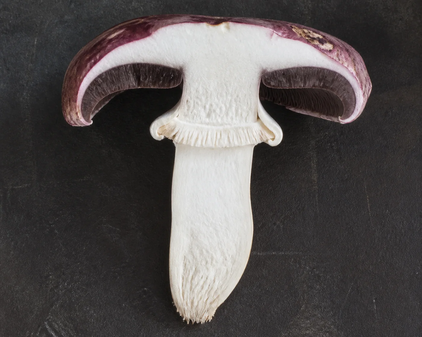 A wine cap halved from cap to the bottom of the stem on a dark board showing solid white flesh, dark purple-gray gills and a base with no sac around it