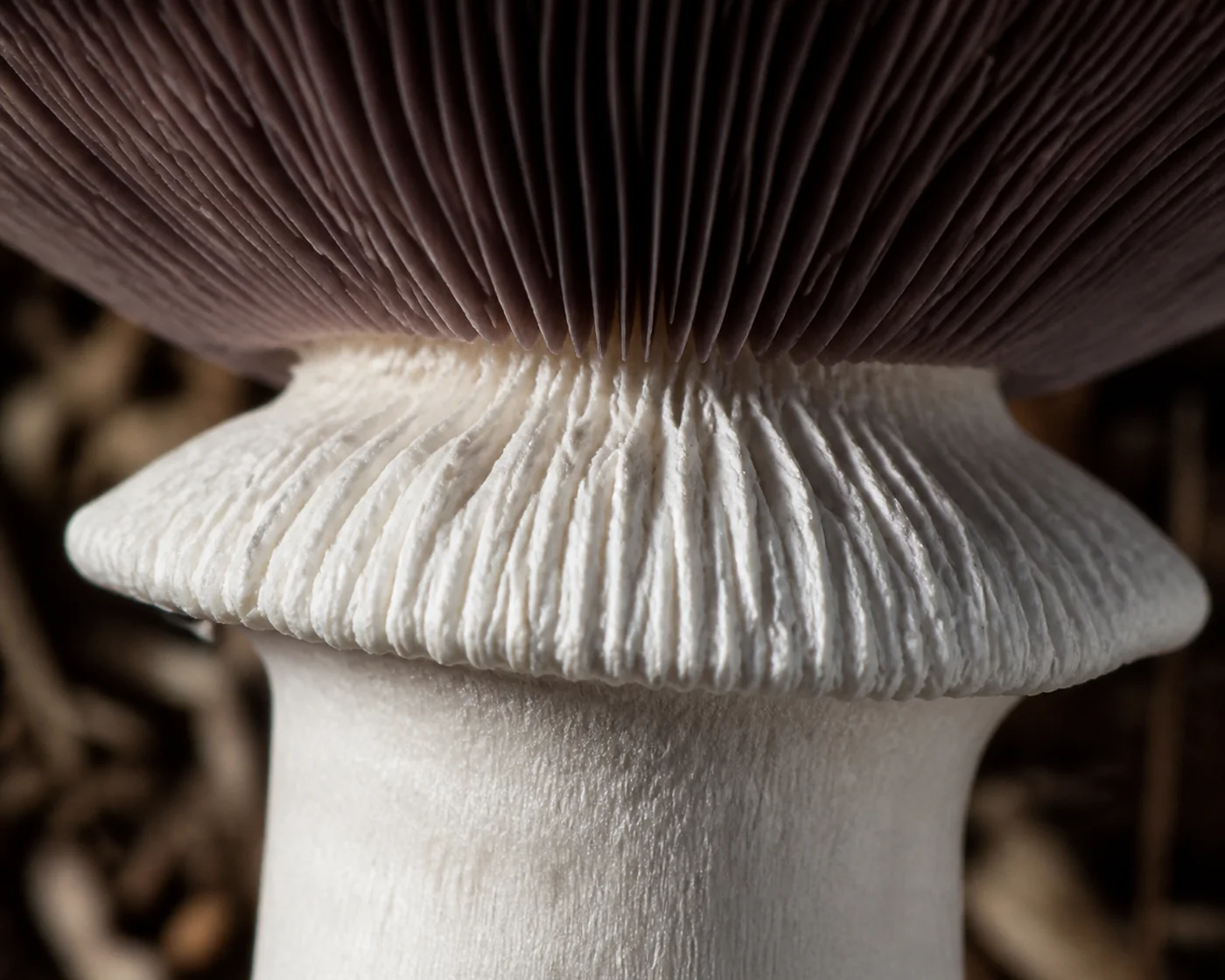 Extreme macro of the thick white ring on a wine cap stem showing the deep radiating grooves across its upper surface