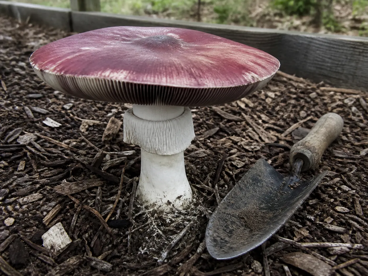 A very large flattened wine cap growing in coarse wood chips with a garden trowel laid beside it for scale