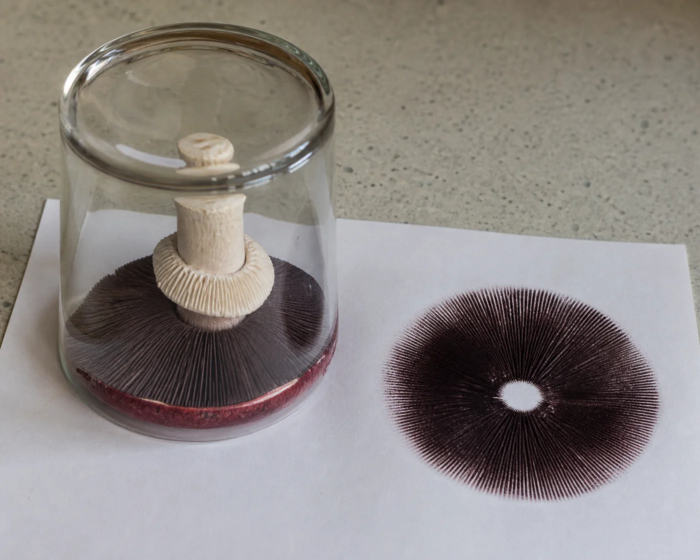 A wine cap laid gills down on white paper under an upturned glass beside a finished spore print showing a dense dark purple-brown deposit