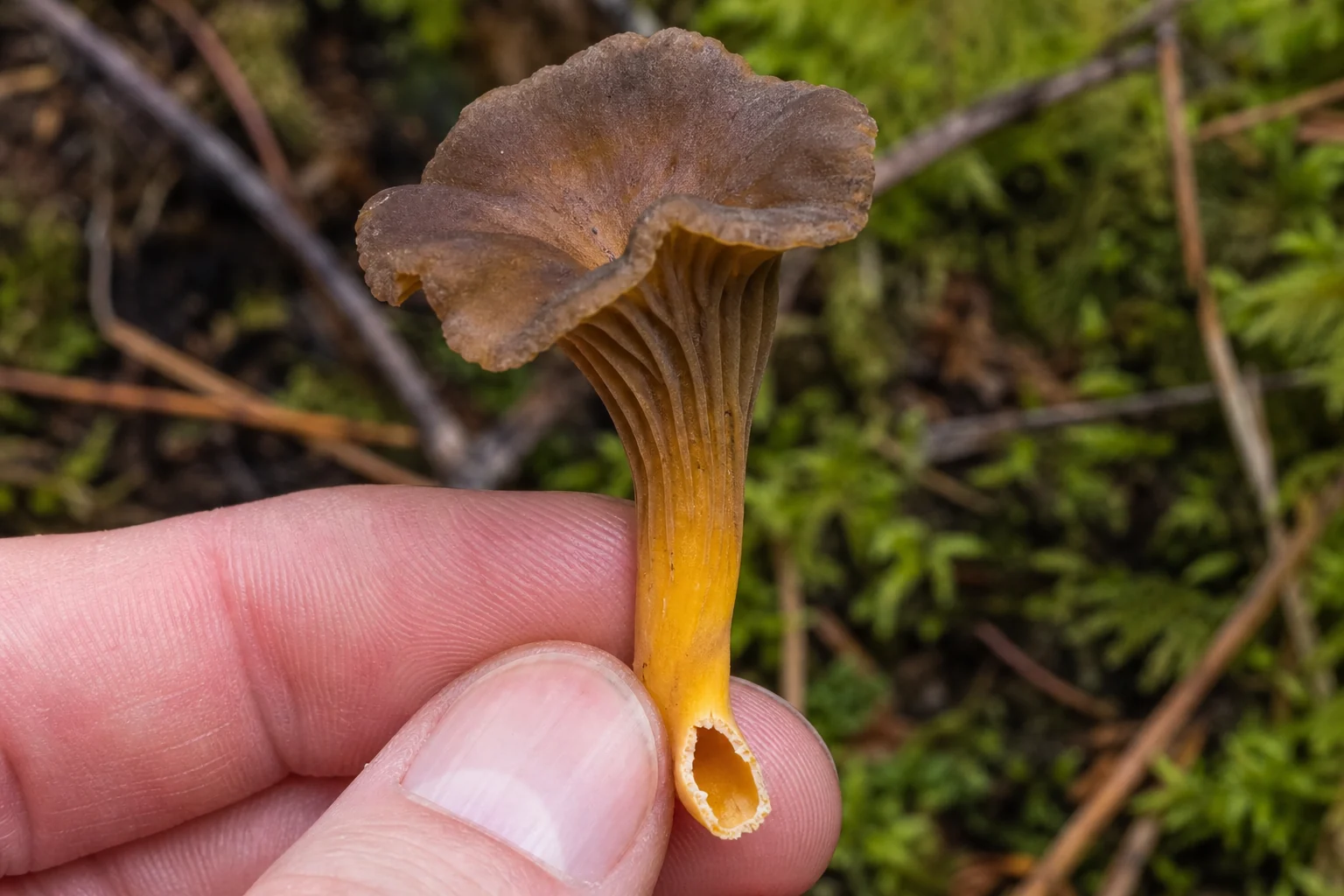 A winter chanterelle snapped across the stem and held above moss, showing the bright yellow-orange hollow tube