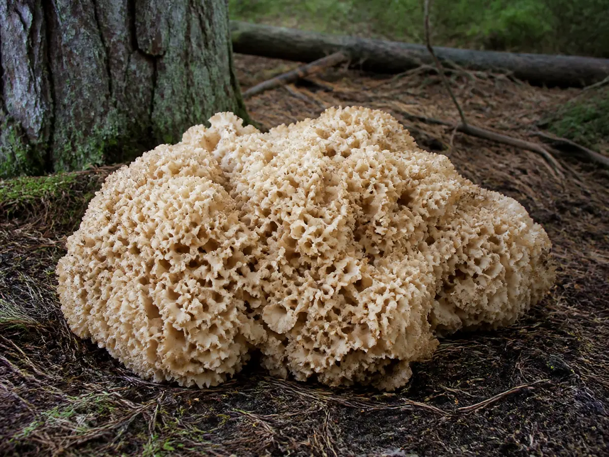A verified cauliflower mushroom growing as a broad ruffled cluster near a tree base