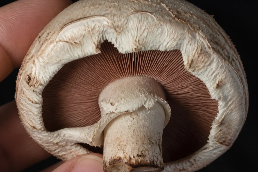 The underside of a cremini mushroom cap with a partly torn veil showing pale pink-brown gills, held in fingers against a dark background