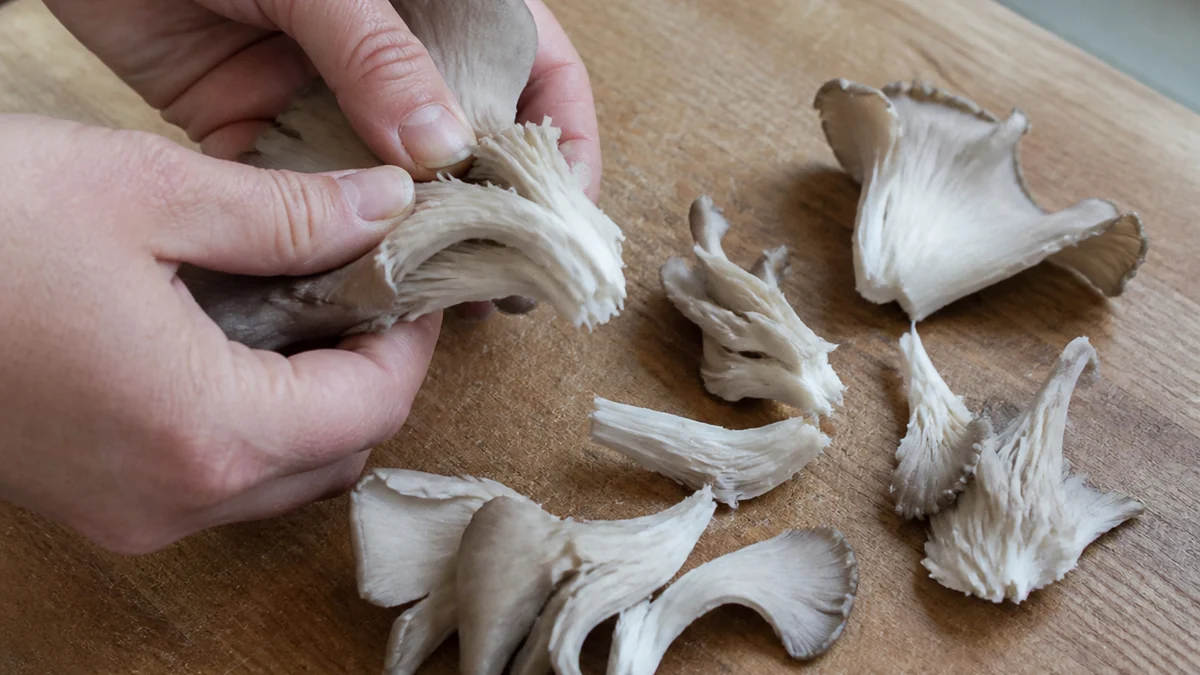 Hands tearing a cluster of gray oyster mushrooms into ragged strips on a wooden board