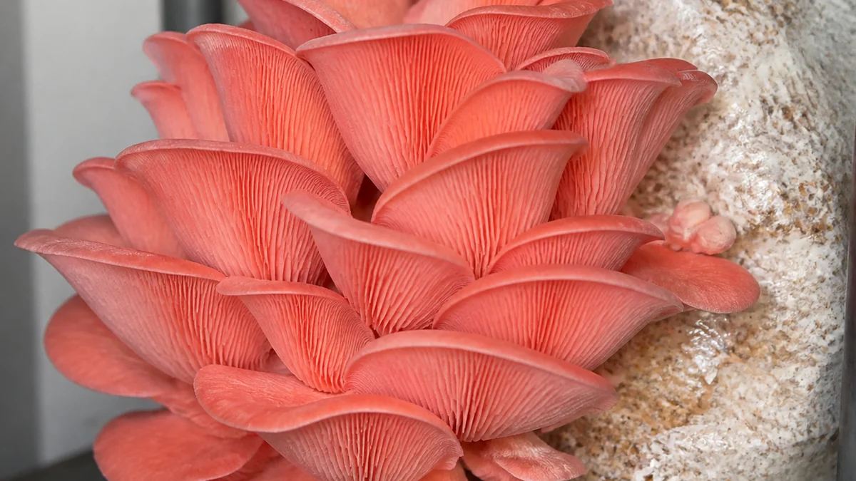 A dense cluster of vivid coral pink oyster mushrooms with thin fluted caps growing from a substrate block