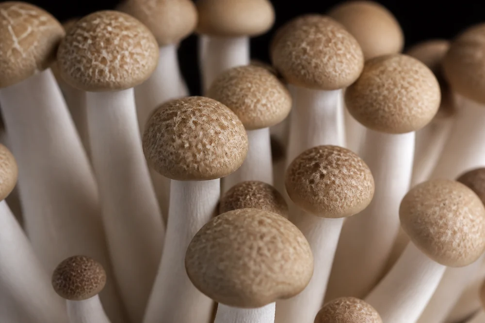 Macro view of a shimeji cluster showing the small marbled caps and the long slender stems packed tightly together