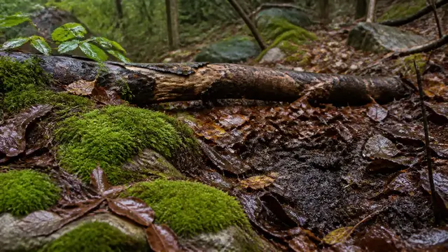 Mushrooms After Rain: Timing, Habitat and Return Visits