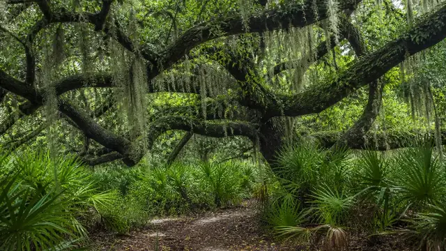 Mushroom Foraging in Florida: Rainy Season, Habitat, Species