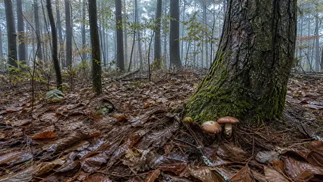 Mushroom Foraging in Japan: Mountain Access and Tsukiyotake