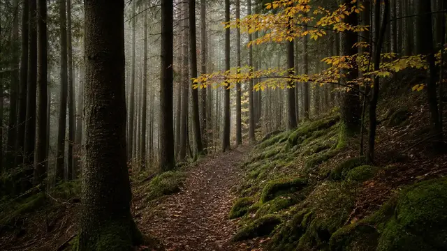 Mushroom Foraging Laws in Germany: Protected Species, Limits