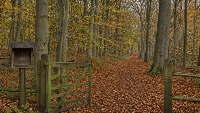 Mushroom Foraging Laws in the UK: Theft Act and Exceptions