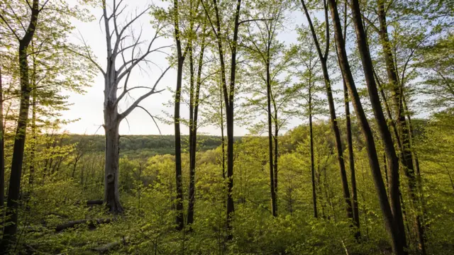 Morel Season in Minnesota: Dying Elms and County Timing