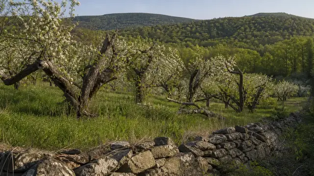 Morel Season in New York: Hosts, Orchards and Picking Rules