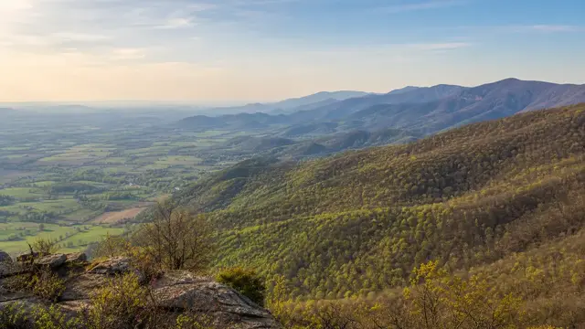 Morel Season in Virginia: Coast to Blue Ridge in Three Weeks
