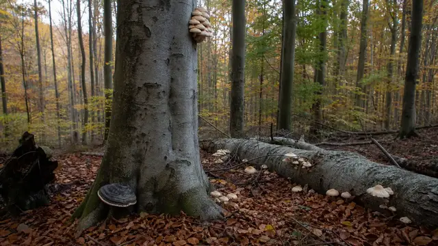 Mushrooms That Grow on Beech Trees: Regions and Growth Zones