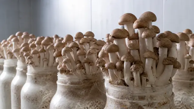 How to Grow Beech Mushrooms: Bottles, Postripening, Pins