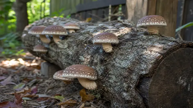 How to Grow Shiitake: Hardwood Logs or Sawdust Blocks