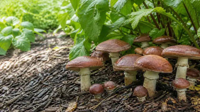Outdoor Mushroom Beds: Wood Chips, Moisture and Seasons