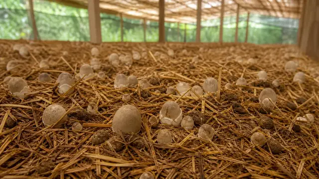 How to Grow Paddy Straw Mushrooms: Warm Beds and Egg Harvest