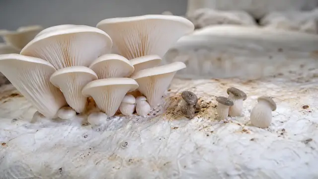Mushrooms Aborting Pins: Growth Pattern, Water and Air