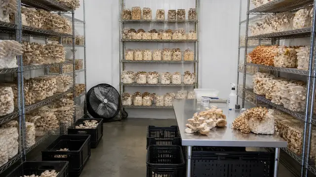 Most Profitable Mushrooms to Grow: Species, Labor and Sales