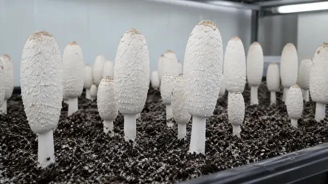 How to Grow Shaggy Mane: Casing, Pins and the Harvest Clock