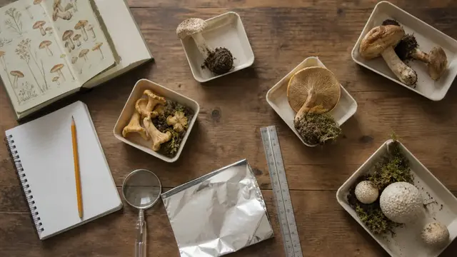 Field notebook, intact mushrooms, hand lens, ruler, and foil at a woodland study station