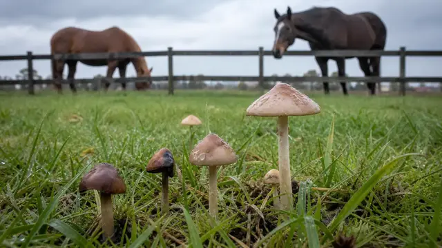 Illustrative pasture mushrooms in the foreground with horses separated by a fence