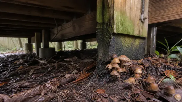 Unidentified small mushrooms in leaf litter beside framing beneath a wooden deck