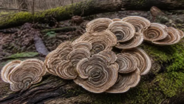 Cluster of turkey tail bracket fungi with banded brown and cream zones growing in overlapping shelves on a fallen mossy log