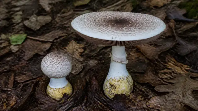 Eastern flat-top Agaricus with a dark-scaled pale cap and slender ringed stem in leaf litter