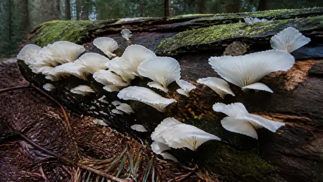 Thin white angel wing mushrooms in overlapping nearly stemless fans on a decayed conifer log
