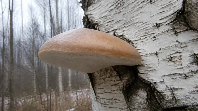 Smooth tan birch polypore bracket with a pale pore surface attached to birch