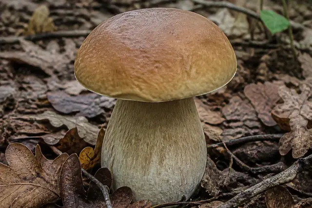 Bitter bolete mushroom in oak leaf litter with a smooth pale brown domed cap and a thick pale stem