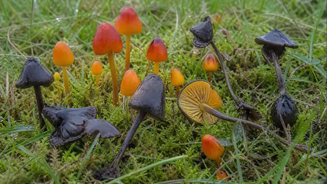 Blackening waxcaps showing bright conical caps and progressive charcoal-black bruising