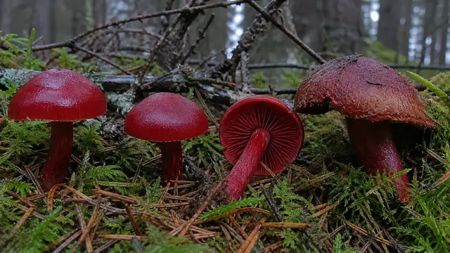 Blood-red webcap with red cap gills stem and cobwebby cortina in moss