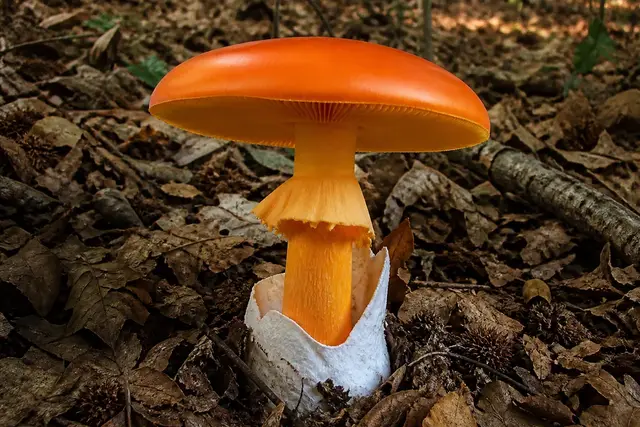 Caesar's mushroom in oak leaf litter with a smooth bright orange cap, yellow gills and a loose white bag at the base